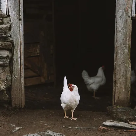 Feriehus Aarvik Organic Farm&bakery